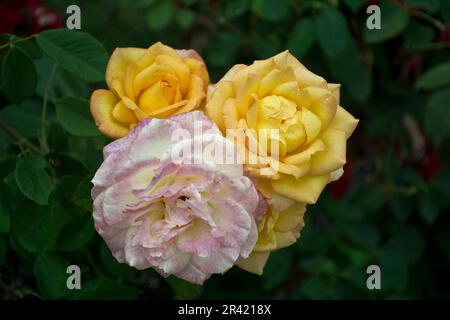 Wenn die gelben Rosenblumen verwelken, ändern sie ihre Farbe in Rot und Weiß Stockfoto