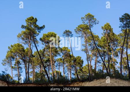 pinos laricio, pinus nigra Arnold, ruta del rio Borosa, parque natural sierras de Cazorla, Segura y Las Villas, Jaen, Andalusien, Spanien. Stockfoto