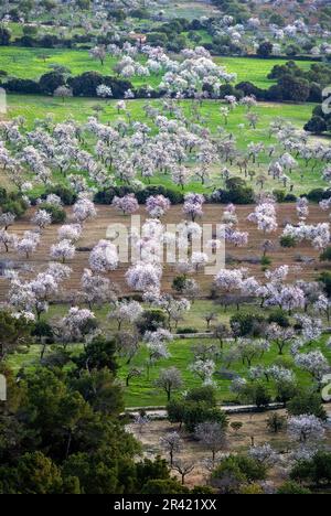 Almendros en flor.Llucmajor. Mallorca. Baleares.España. Stockfoto