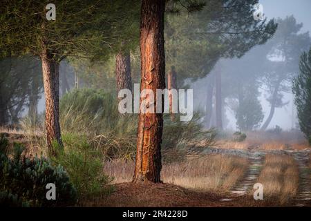 Harzgewinnung in einem Pinus Pinaster Wald, Montes de Coca, Segovia, Spanien. Stockfoto