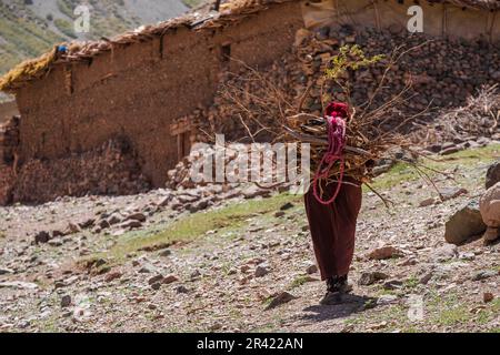 Frau mit Feuerholz, Azib Ikkis, Atlasgebirge, marokko, afrika. Stockfoto