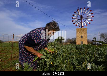 Campesina en su Huerto, Molino de Agua para Extraccion (s. XIX-XX). Cami de Sa pedra rodona.Campos.Comarca de Migjorn. Mallorca. Balearen. España. Stockfoto