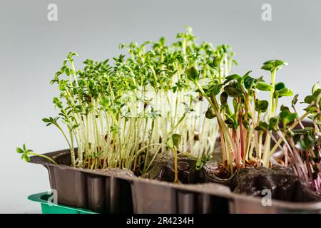 Verschiedene Arten von Microgreens Stockfoto