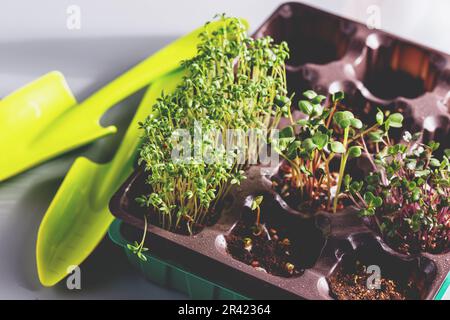 Verschiedene Arten von Microgreens Stockfoto