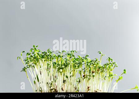 Verschiedene Arten von Microgreens Stockfoto