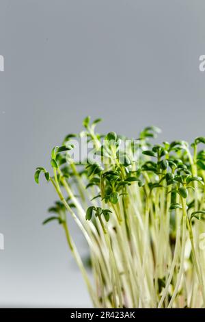 Verschiedene Arten von Microgreens Stockfoto