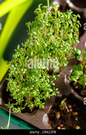 Verschiedene Arten von Microgreens Stockfoto