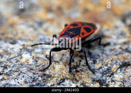 Firebug, Pyrrhocoris apterus, ist ein gewöhnliches Insekt der Familie Pyrrhocoridae Stockfoto