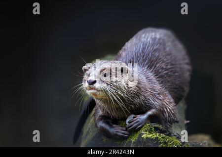 Europäische Otter ruhen auf Baumstamm Stockfoto