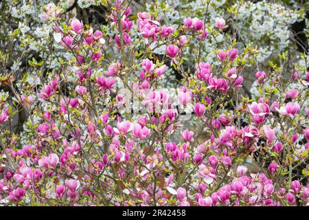 Magnolie Baum Blüte im Frühling Stockfoto