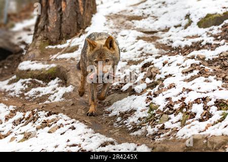 Der iberische Wolf (Canis lupus signatus) bewohnt die Wälder und Ebenen in Spanien und Portugal Stockfoto