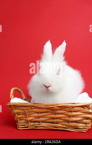 Flauschiges weißes Kaninchen in Korb aus Weidenholz auf rotem Hintergrund. Süßes Haustier Stockfoto