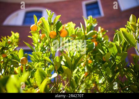 Zitrusorange auf den Zweigen im hellen Sonnenlicht im Sommergarten. Nahaufnahme des Mandarinenbaums. Stockfoto
