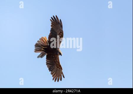 Marsh Harrier, Circus aeruginosus, Raubvögel, Wildtiere in Europa Stockfoto