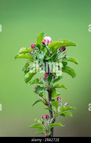 Rosafarbene Apfelblume mit unscharfem Hintergrund und geringer Schärfentiefe. Stockfoto