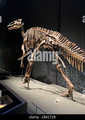 Leiden, Niederlande - 18. Juni 2022: Lebensgroßes Skelett von Edmontosaurus im Naturalis Biodiversity Center Stockfoto