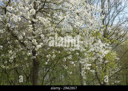 Prunus avium, Sweet cherry Stockfoto