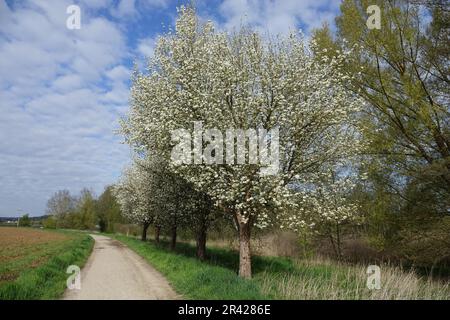 Pyrus Pyraster, Europäische Wildbirne Stockfoto