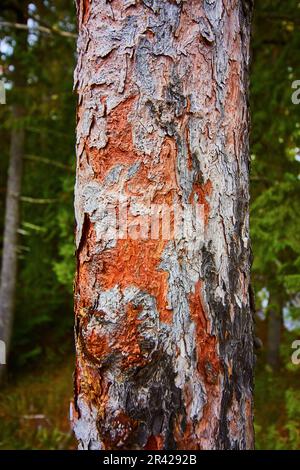 Strukturierte Baumrinde mit roter, orangefarbener, grauer und brauner Rinde mit grünem Waldhintergrund Stockfoto