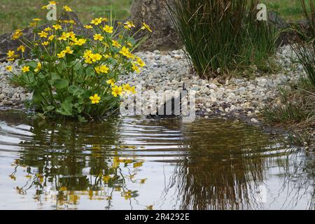 Caltha palustris, Königsschwinge, badende Ameise Stockfoto