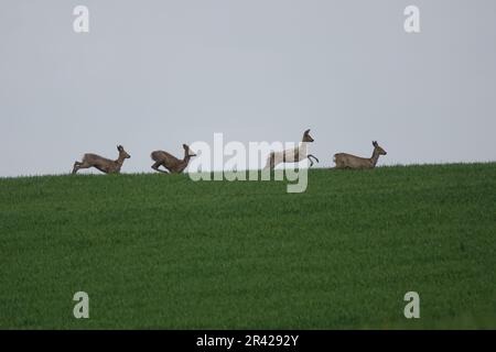 Capreolus capreolus, ihr Geliebten Stockfoto