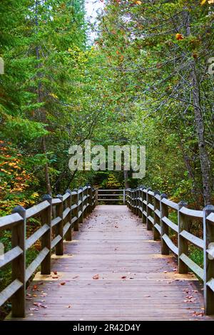 Fußweg auf der Promenade und Pfad durch Waldplanken mit Holzzäunung, die zu grünen Bäumen führt Stockfoto