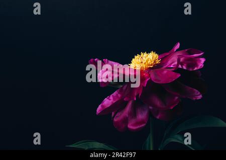 Wunderschöne magentafarbene Pfingstrose auf Schwarz. Minimaler Blumenhintergrund, Kopierbereich Stockfoto