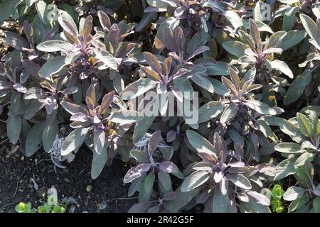 Salvia Officinalis Purpurascens, lila Salbei Stockfoto