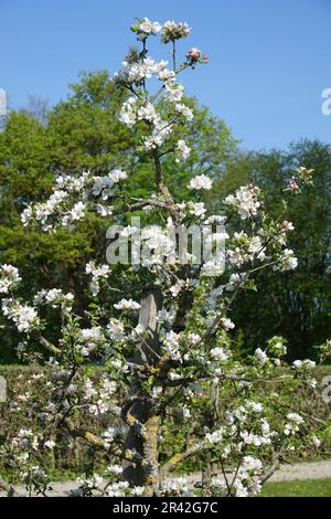 Malus domestica Discovery, Apfelsorte Stockfoto