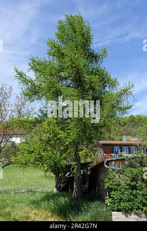 Larix europaea, Europaeische Laerche, europäische Lärche, frische Nudel, Zapfen und Blumen Stockfoto