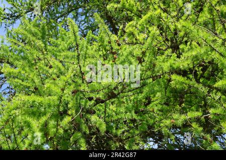 Larix europaea, Europaeische Laerche, europäische Lärche, frische Nudel, Zapfen und Blumen Stockfoto