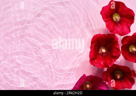 Mallow-Blüten auf pinkfarbenem Wasserhintergrund mit konzentrischen Kreisen und Wellen. Natural Beauty Spa-Konzept, Kopierbereich Stockfoto