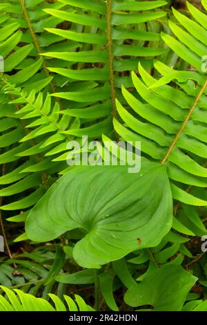 Wilde Lilie des Tals (Maianthemum canadensis) mit westlichem Schwertfarn (Polystichum munitum) entlang des Niagara Falls Trail, Siuslaw National Forest, Ore Stockfoto