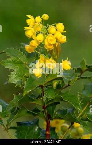 Im Willamette Mission State Park, Oregon, blüht die Traube von Oregon (Mahonia aquifolium) Stockfoto