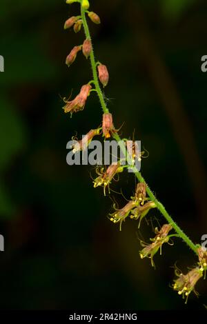 Youth-On-Age (Tolmiea menziesii), Willamette Mission State Park, Oregon Stockfoto