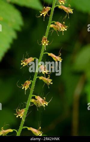 Youth-On-Age (Tolmiea menziesii), Willamette Mission State Park, Oregon Stockfoto