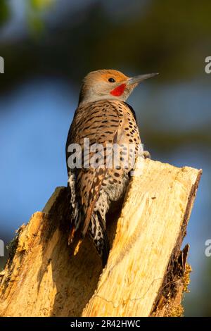 Northern Flicker (Colaptes auratus), Aumsville Ponds County Park, Marion County, Oregon Stockfoto