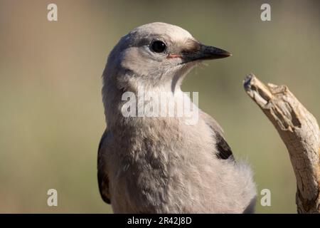 Clarks Nussknacker (Nucifraga columbiana), Cabin Lake Viewing Blind, Deschutes National Forest, Oregon Stockfoto