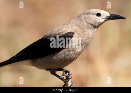 Clarks Nussknacker (Nucifraga columbiana), Cabin Lake Viewing Blind, Deschutes National Forest, Oregon Stockfoto