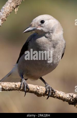 Clarks Nussknacker (Nucifraga columbiana), Cabin Lake Viewing Blind, Deschutes National Forest, Oregon Stockfoto