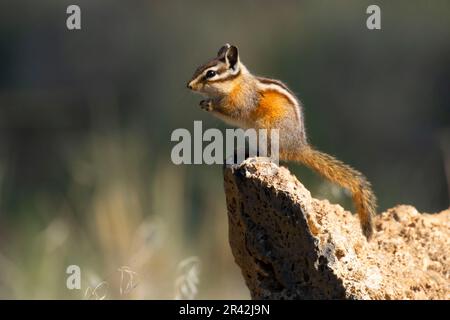 Chipmunk, Hütte See Blick Blind, Deschutes National Forest, Oregon Stockfoto