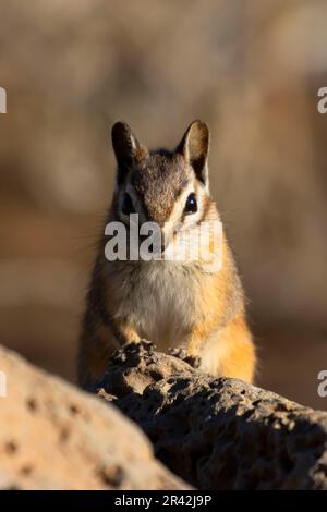 Chipmunk, Hütte See Blick Blind, Deschutes National Forest, Oregon Stockfoto