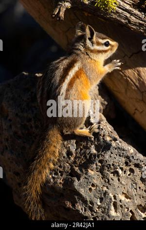 Chipmunk, Hütte See Blick Blind, Deschutes National Forest, Oregon Stockfoto