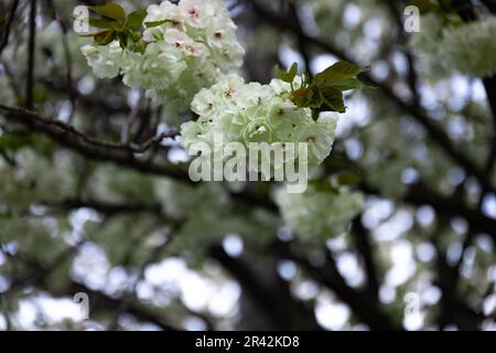 Ukon Kirschblüten schweben im Wind bewölkt am Tag der Schließung Stockfoto