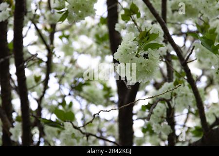 Ukon Kirschblüten schweben im Wind bewölkt am Tag der Schließung Stockfoto
