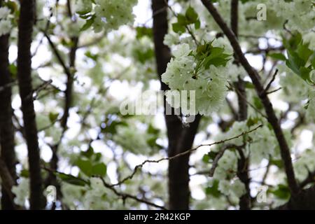 Ukon Kirschblüten schweben im Wind bewölkt am Tag der Schließung Stockfoto