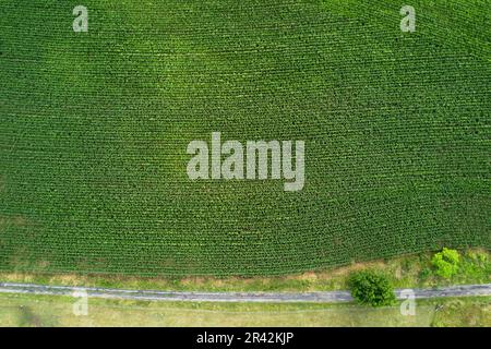 Luftaufnahme eines Maisfeldes von oben mit einer Landstraße entlang. Stockfoto
