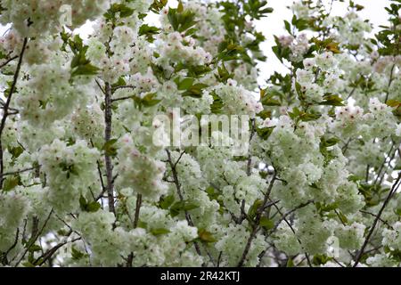 Ukon Kirschblüten schweben im Wind bewölkter Tag Stockfoto