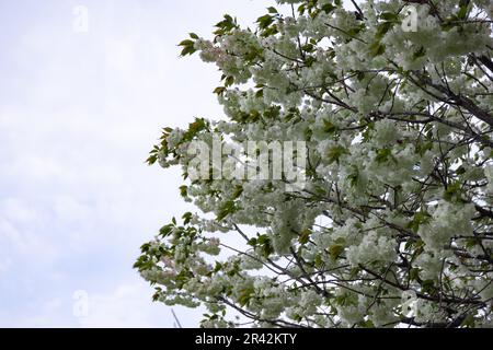 Ukon Kirschblüten schweben im Wind bewölkter Tag Stockfoto