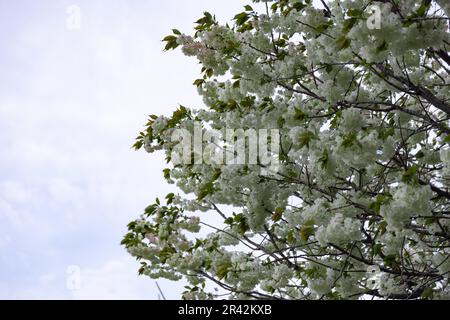 Ukon Kirschblüten schweben im Wind bewölkter Tag Stockfoto